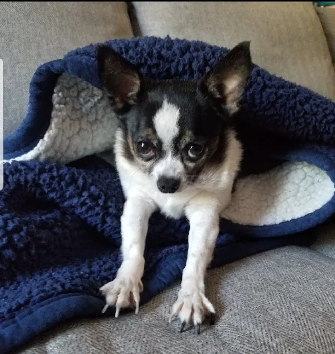 Paws Veterinary Clinic & Grooming Spa Picture 7