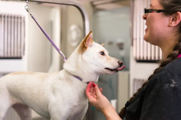 Paws Veterinary Clinic & Grooming Spa Picture 6