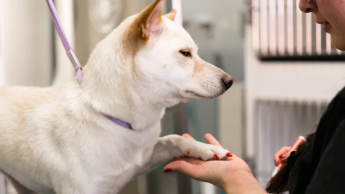 Paws Veterinary Clinic & Grooming Spa Picture 10