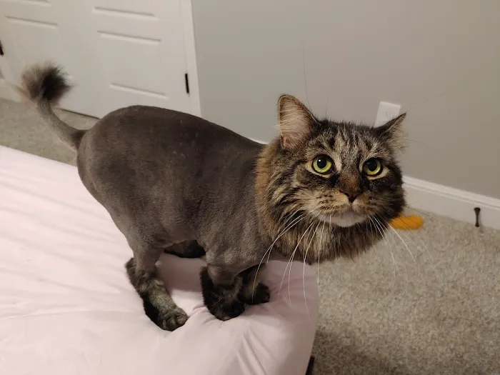 Paws Veterinary Clinic & Grooming Spa Picture 9