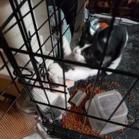 Animal Clinic Of The 4 States ico