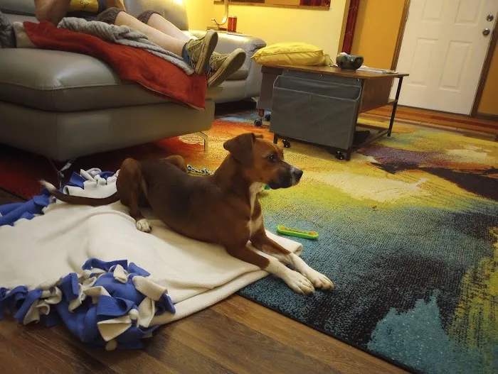 Animal Clinic Of The 4 States Picture 5