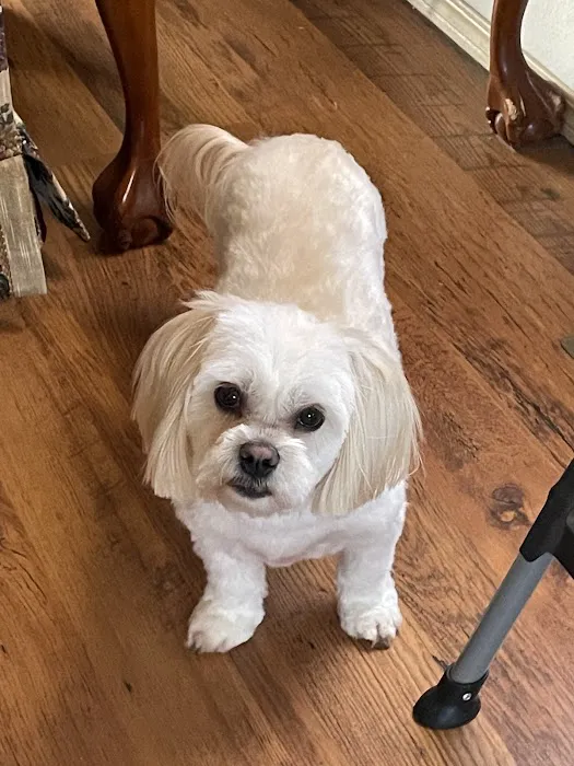 Animal Clinic Of The 4 States Picture 4