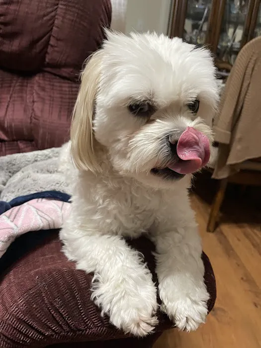 Animal Clinic Of The 4 States Picture 6