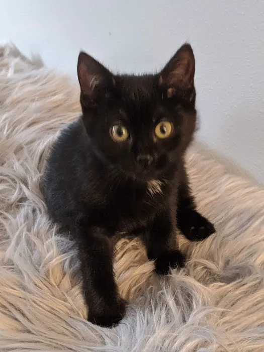 Animal Clinic Of The 4 States Picture 9