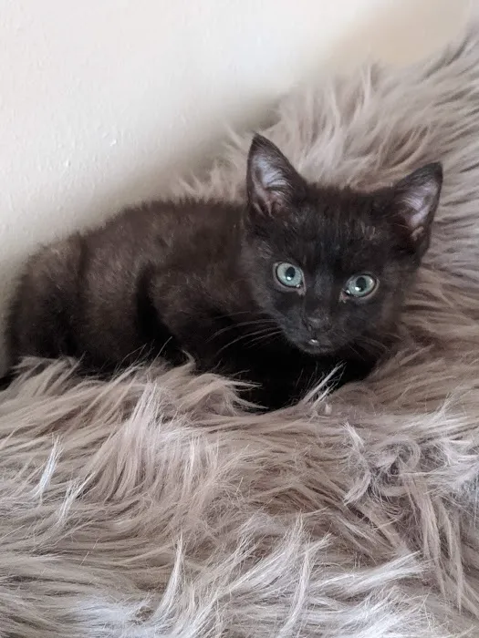 Animal Clinic Of The 4 States Picture 10