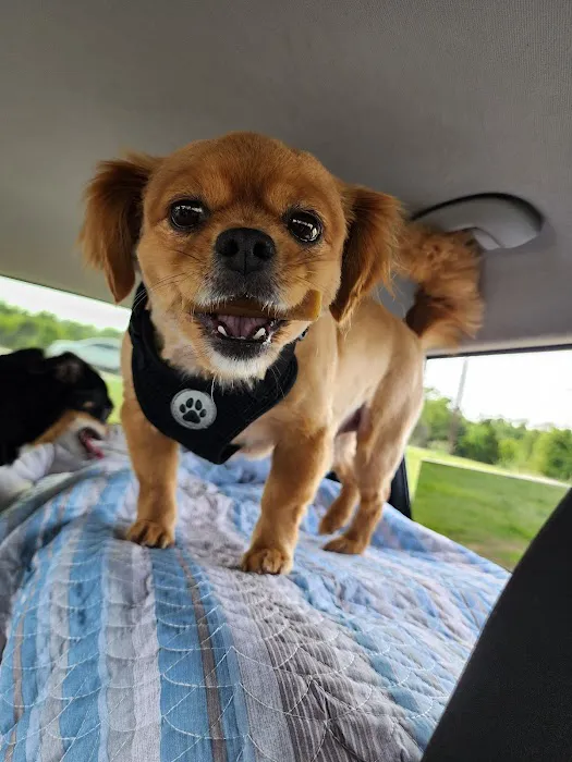 Animal Clinic Of The 4 States Picture 8