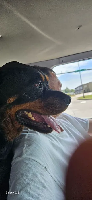 Mutt Medics Picture 2