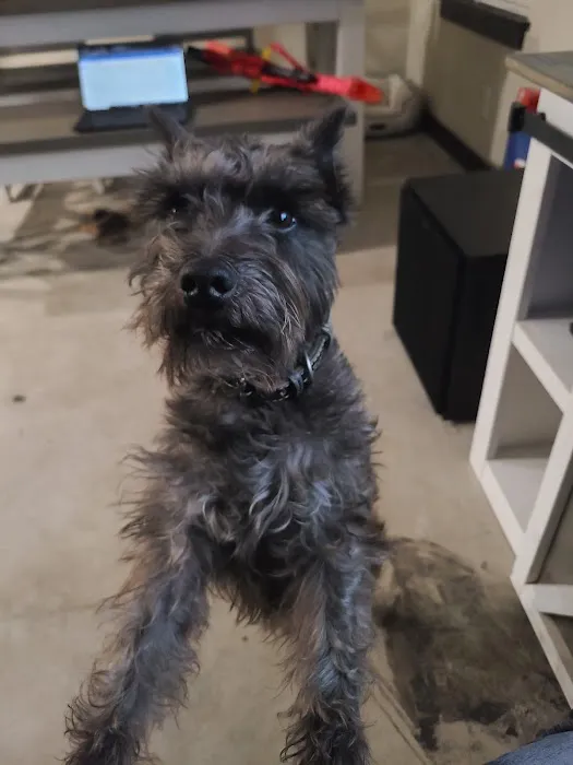 Mutt Medics Picture 1