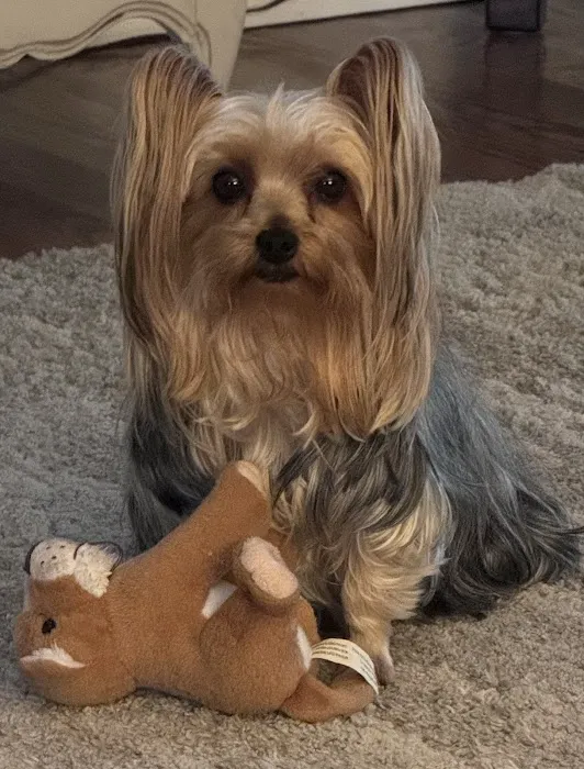 Academy Animal Hospital Picture 1