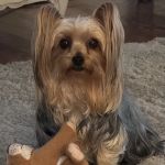 Academy Animal Hospital