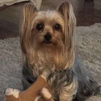 Academy Animal Hospital ico