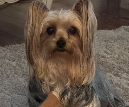 Academy Animal Hospital