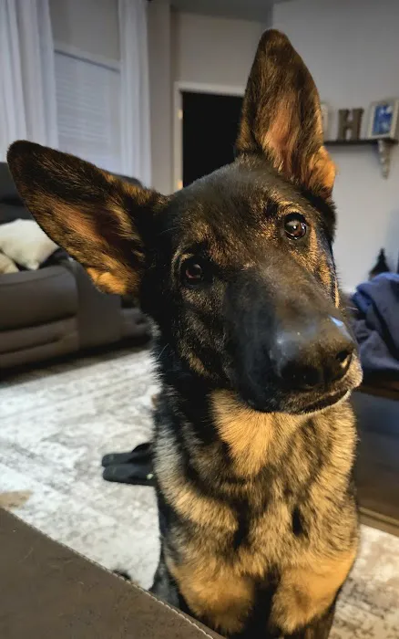 Academy Animal Hospital Picture 4