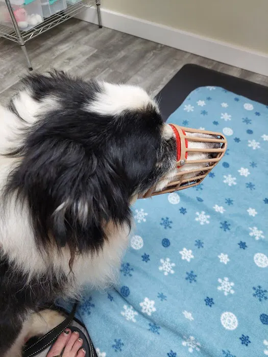 Academy Animal Hospital Picture 5