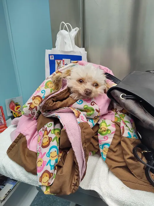 Academy Animal Hospital Picture 3