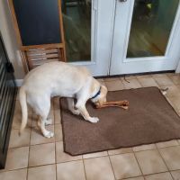 Madison Pet Clinic: Stiens Julia A DVM ico