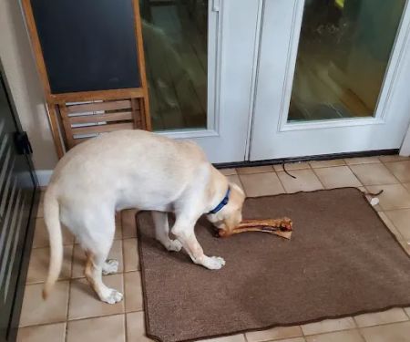 Madison Pet Clinic: Stiens Julia A DVM