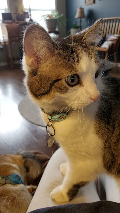 Madison Pet Clinic: Stiens Julia A DVM Picture 2