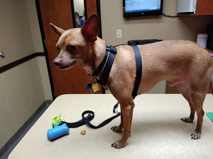 Madison Pet Clinic Picture 1