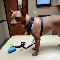 Madison Pet Clinic ico