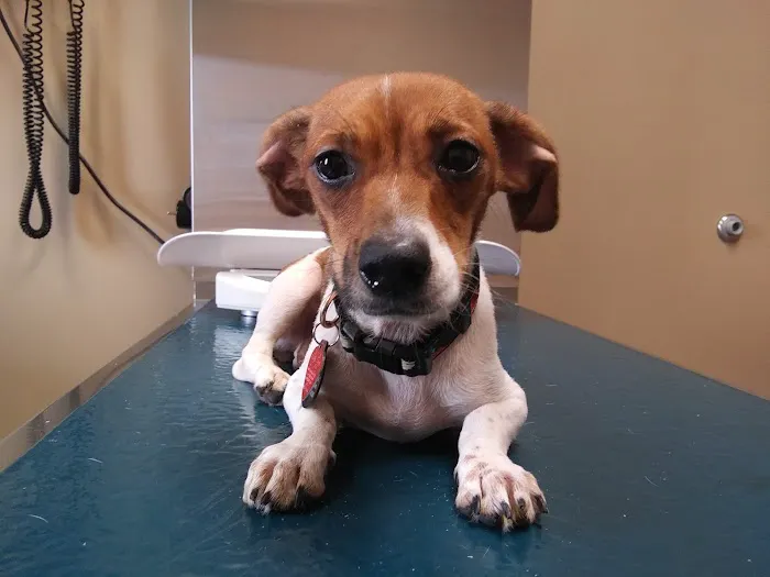 Madison Pet Clinic Picture 2