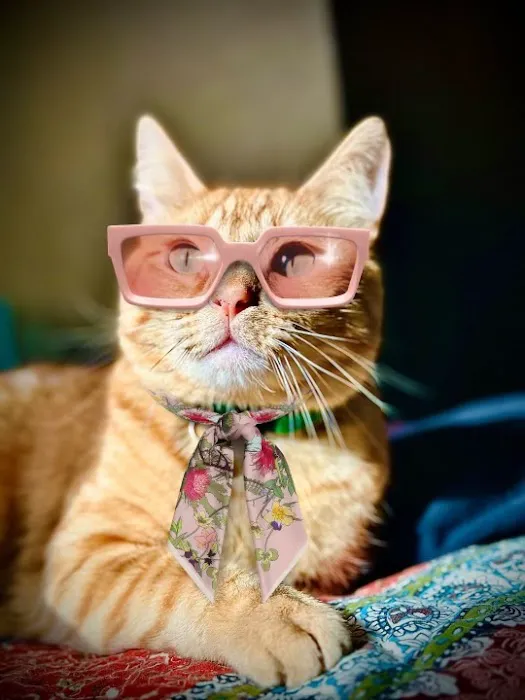 Madison Pet Clinic Picture 6