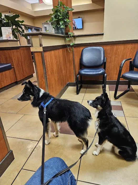 Madison Pet Clinic Picture 7