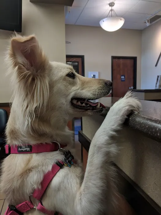 Madison Pet Clinic Picture 10