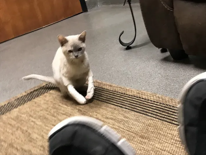 Madison Pet Clinic Picture 9