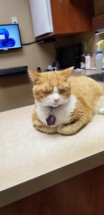 Madison Pet Clinic Picture 8