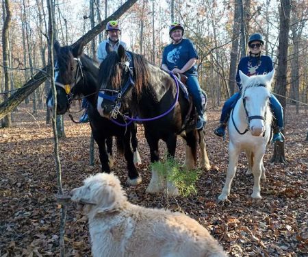 Langley Animal Clinic