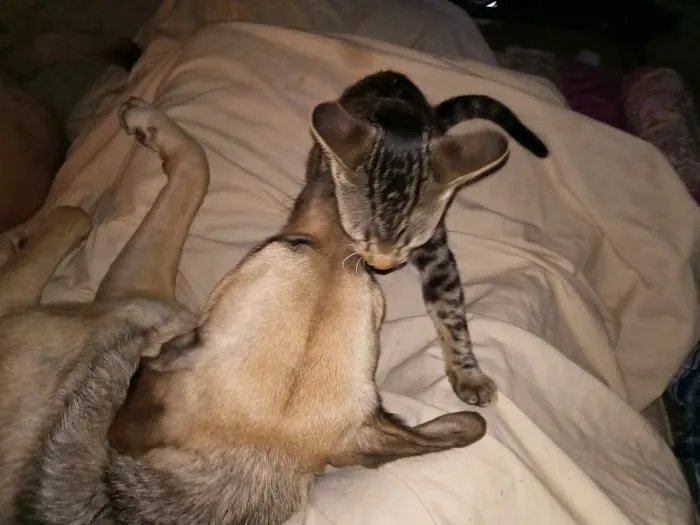 Langley Animal Clinic Picture 2