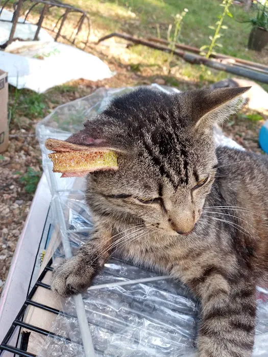 Langley Animal Clinic Picture 3