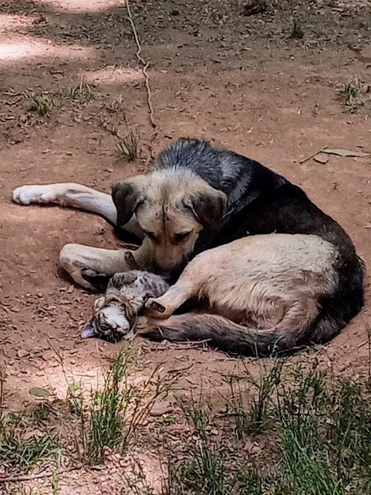 Langley Animal Clinic Picture 8