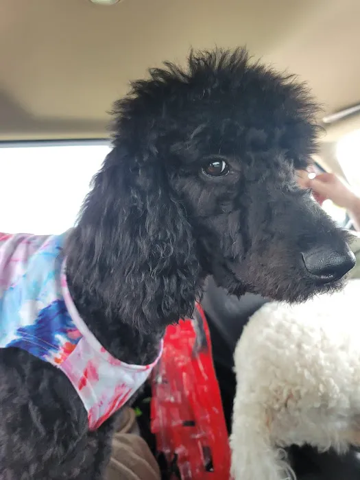 Langley Animal Clinic Picture 5