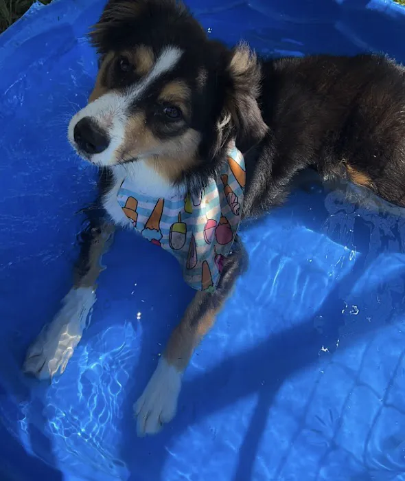 Langley Animal Clinic Picture 9