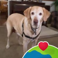 West Cherry Animal Hospital ico