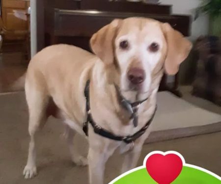 West Cherry Animal Hospital