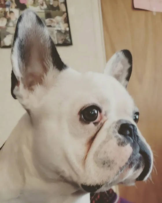 Parkview Animal Hospital Picture 4