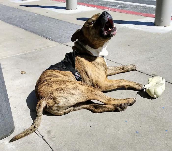 Parkview Animal Hospital Picture 1