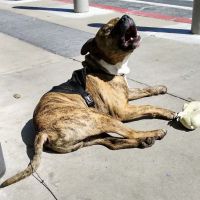 Parkview Animal Hospital ico