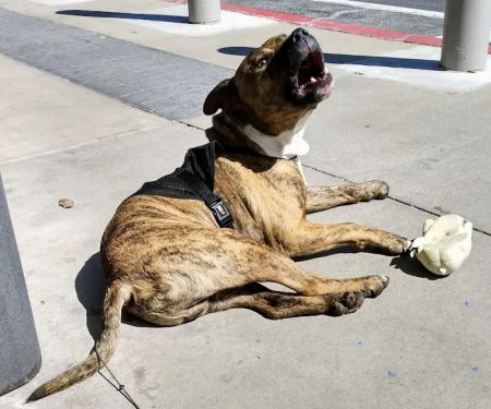 Parkview Animal Hospital