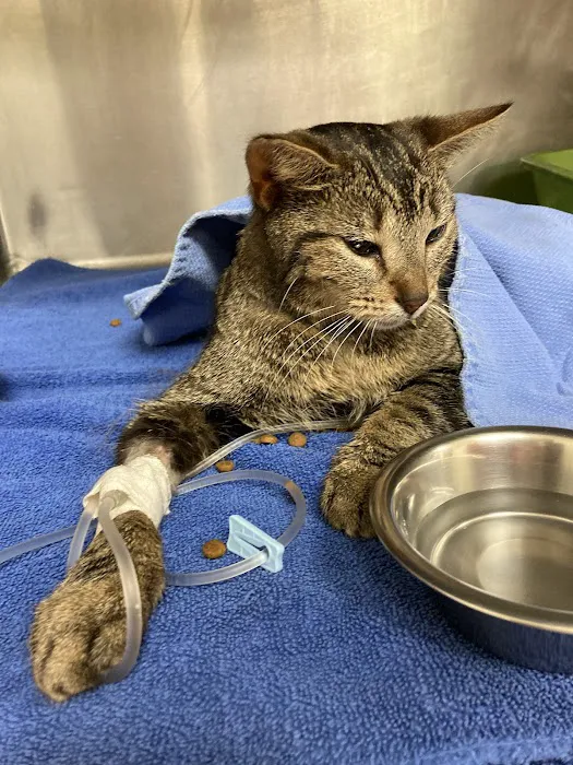 Parkview Animal Hospital Picture 7