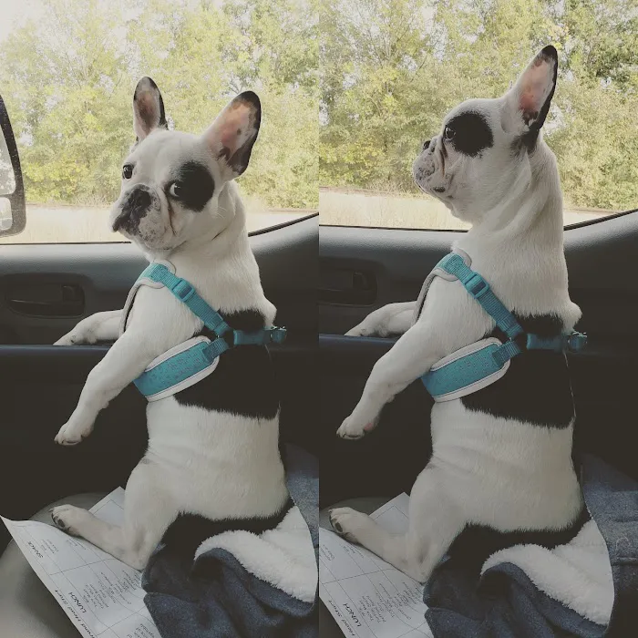 Parkview Animal Hospital Picture 8