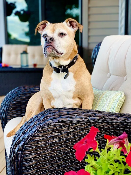 Parkview Animal Hospital Picture 6