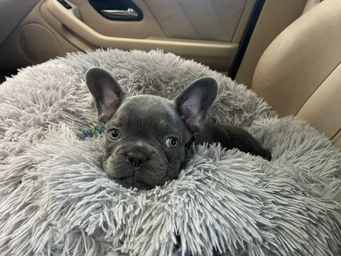 Parkview Animal Hospital Picture 9