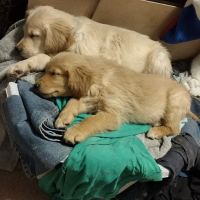 Midway Veterinary Clinic ico