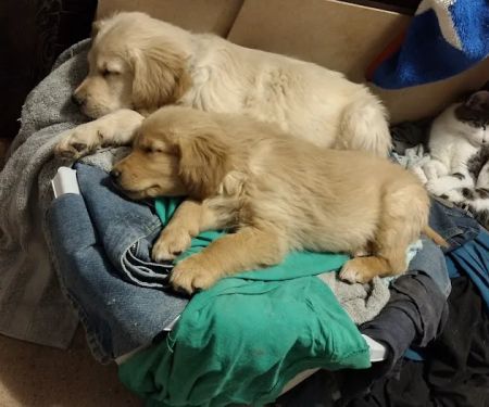 Midway Veterinary Clinic