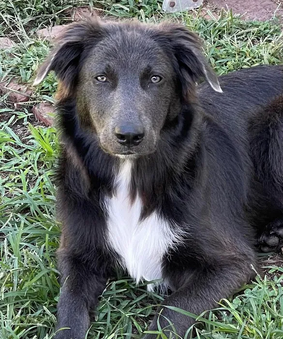 Midway Veterinary Clinic Picture 6